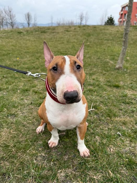 Регистрация на кученца миниатюрен бултериер