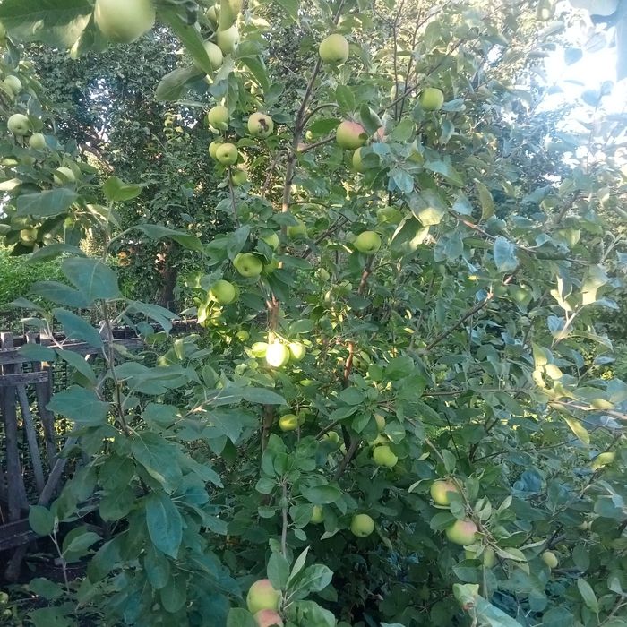 Продам дачу ст "Ромашка"