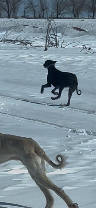 Тазы Қабылан 3 қар басты