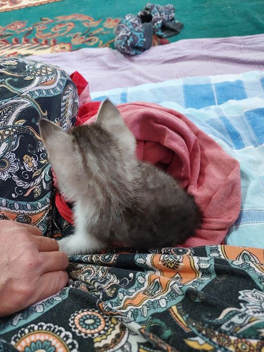 Котёнок девочка 1,5 месяца