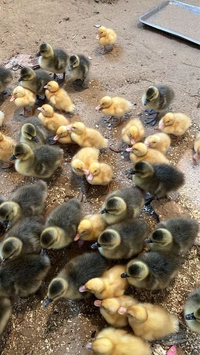 Қаз/үйрек балапандары