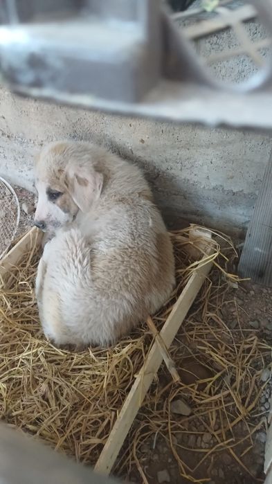 кушік сатлады 2ай