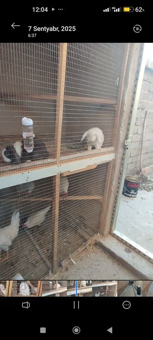 Quyon  para sotiladi erkak va urg‘ochi