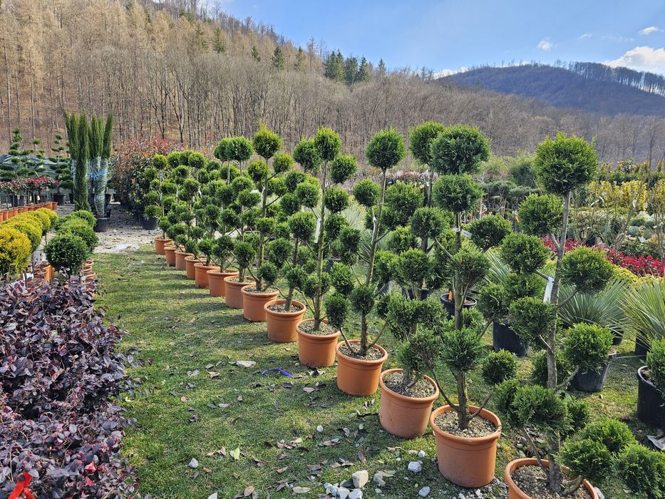 Bonsai pon pon, spirale din tuia, spiralate, tri ball, tuia bile forme