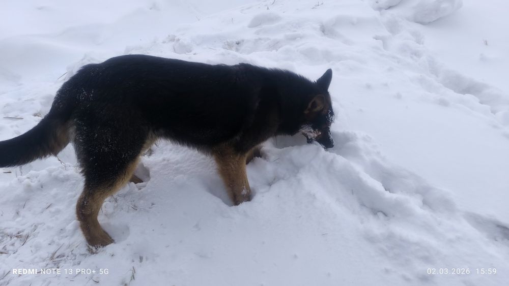 Продам собаку, немец