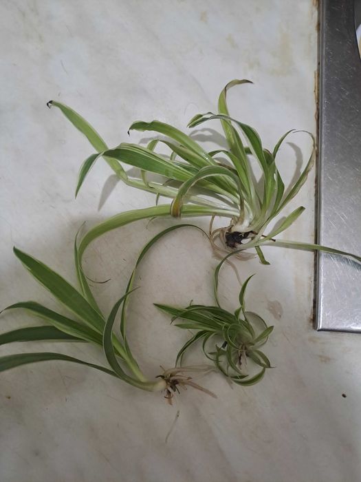 Детки хлорофитума