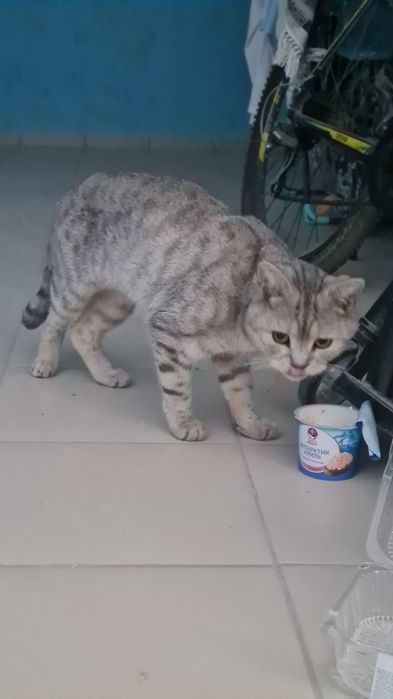 Ищем дом для кота