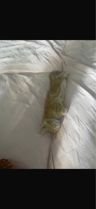 Рыжий котенок 2 месяца