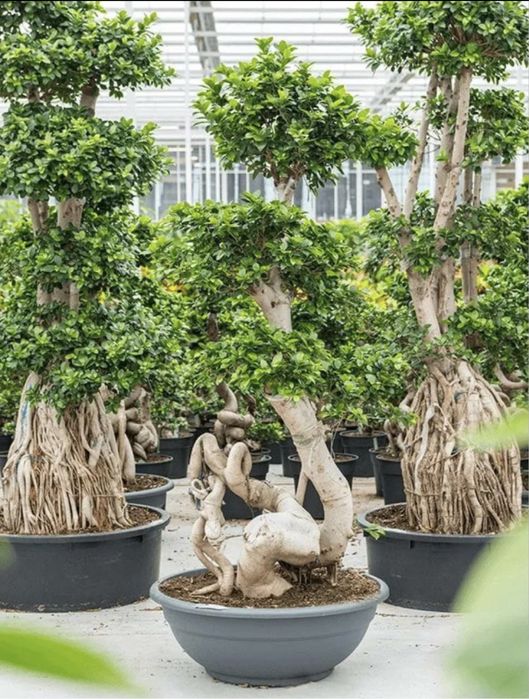 Бонсай дерево миллионера высота 120 см