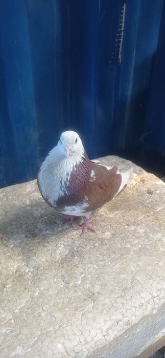 Отдам бесплатно голубя