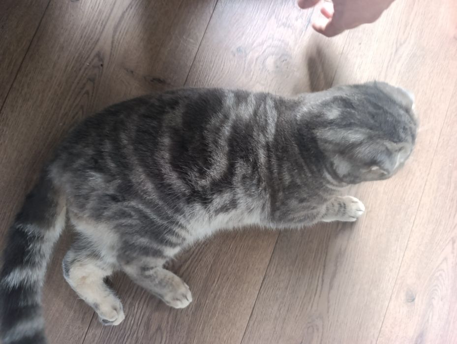 Домашний питомец