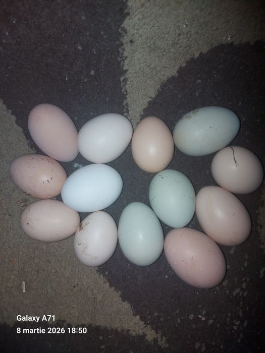 Ouă de găini proaspete
