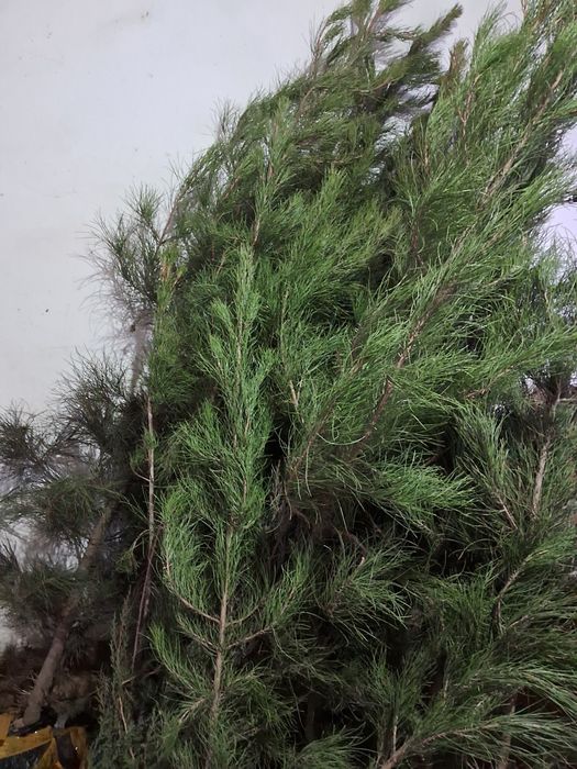 Barcha turdagi ko‘chatlar sotiladi 5000 dan 25000gacha