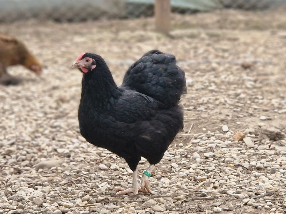 Wyandotte pitic negru