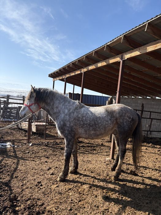 Айғыр сатылады, 8 жасар