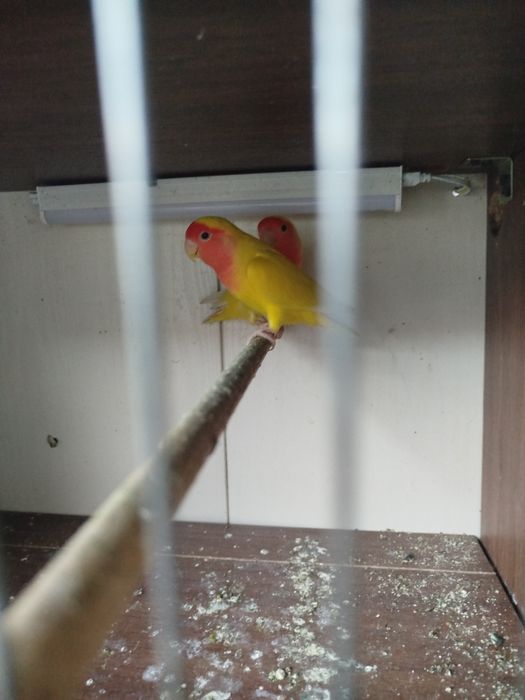 Неразлушка попугай