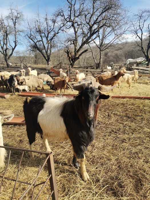 Țap alpin metis! Vârsta 3 ani