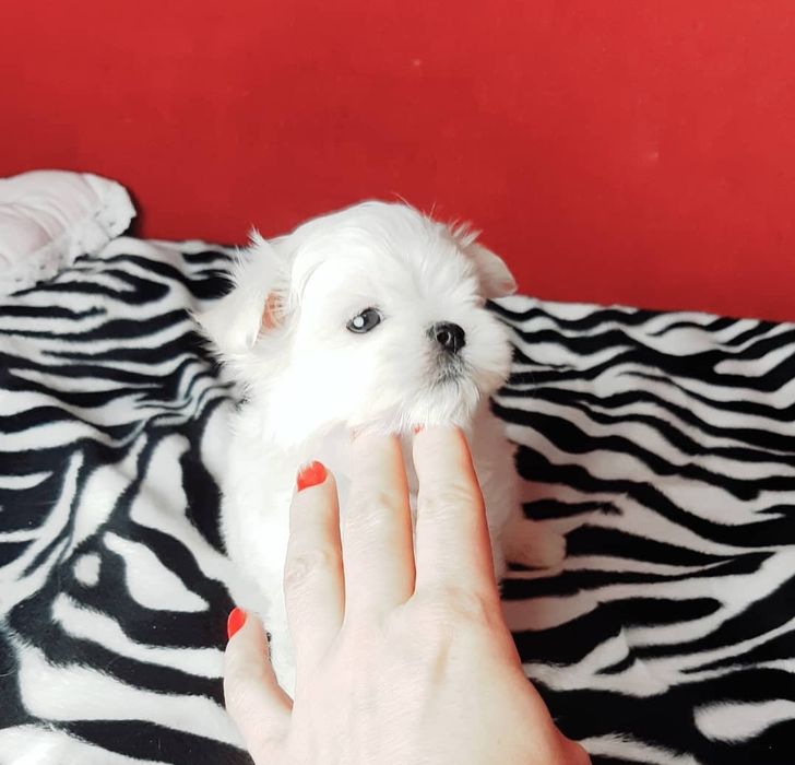 Bichon Maltez Mini Toy.