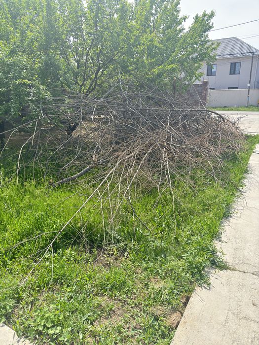 Плодовые дрова отдам БЕСПЛАТНО