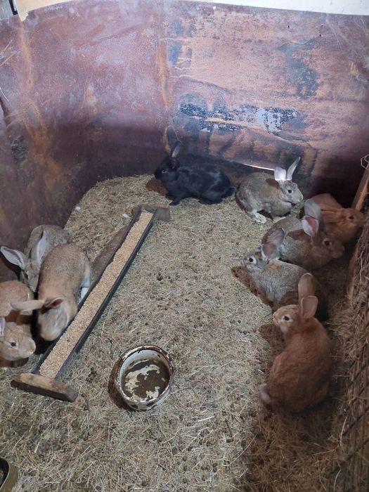 Кролики молодые матки и кролы