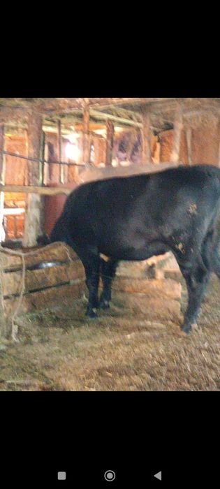 Продам КРС быка 1.5 года