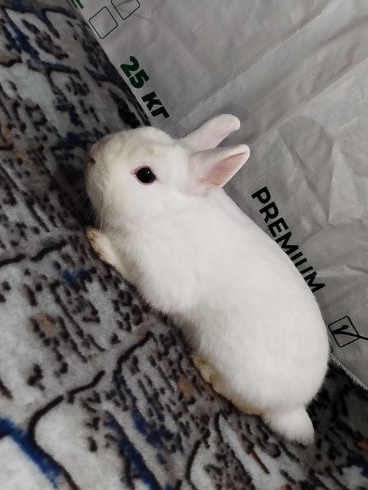 Карликовые кролики карлик куёнчалар