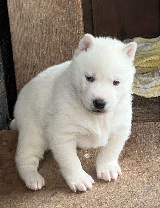 Голубоглазые хаски Питомника Хаски Планета
