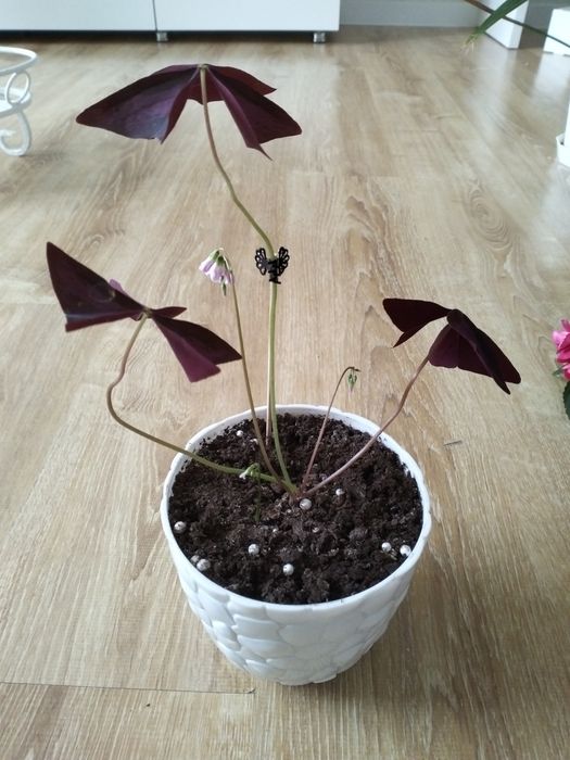 Продам финиковые пальмы