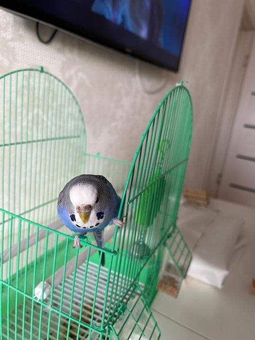 Попугай волнистый