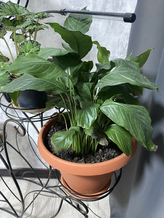 Комнатные растения