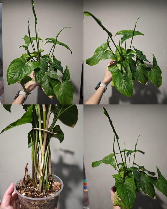 Декабрист, орхидея, сингониум, каланхоэ