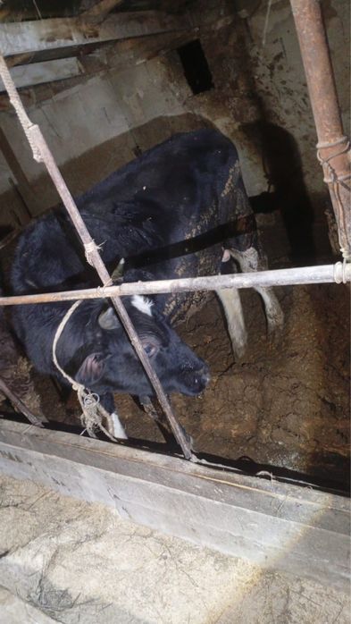 Продам быка полторашку