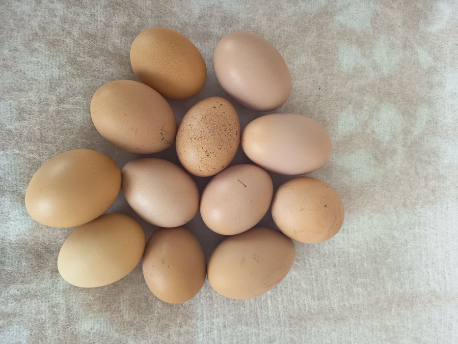 Ouă austrolop pentru incubat