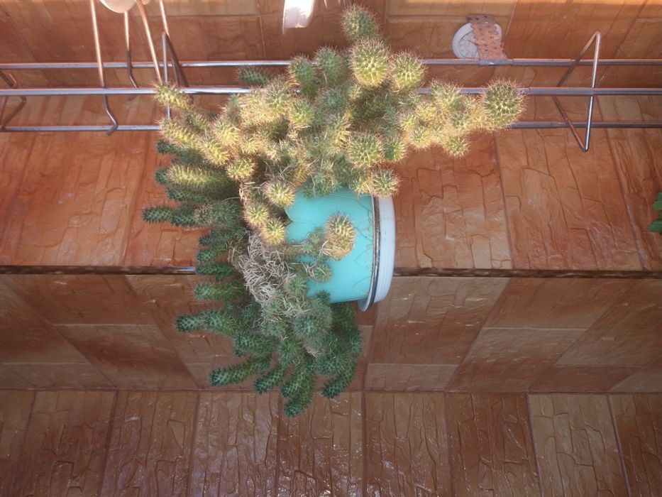 Цветок  комнатный кактус