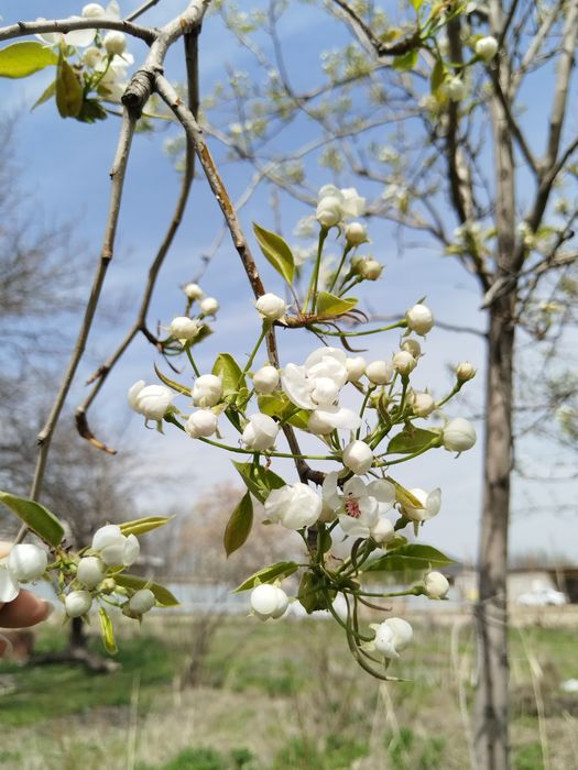 Продаётся дом с участком