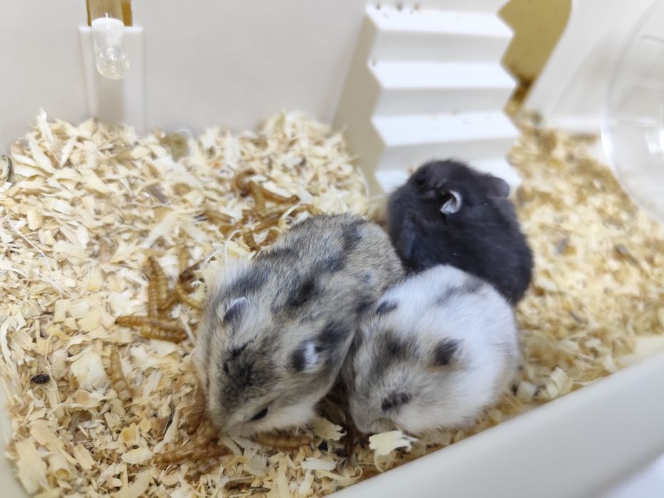4 pui de  hamster