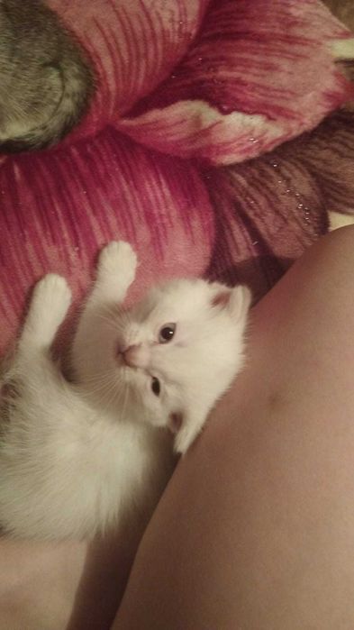 Отдам бесплатно котят