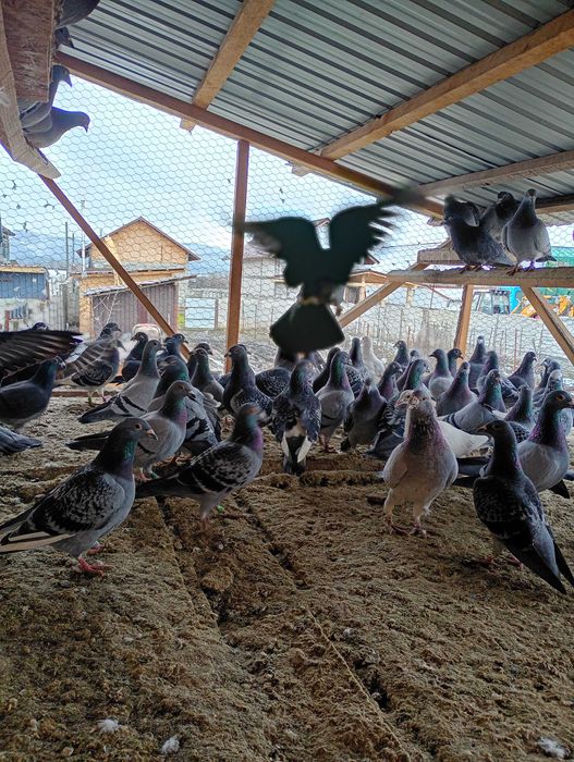 De vânzare  porumbeii voiajori