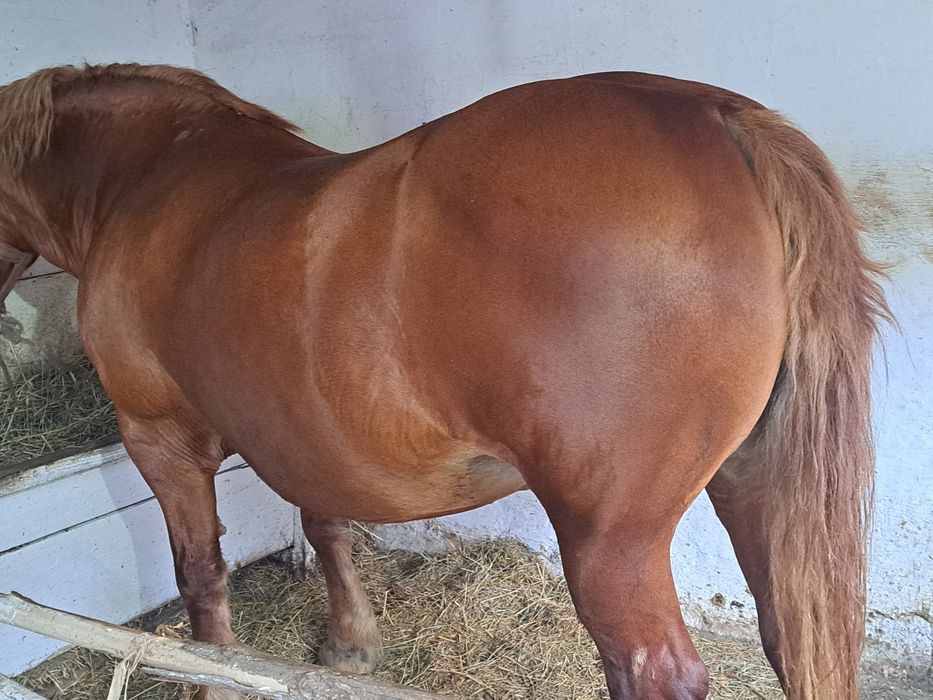 Vand sau schimb cu masina si dif  iapa de 8 ani semigrea gestanta buna in un in doi