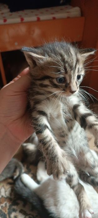 Котята в добрые руки