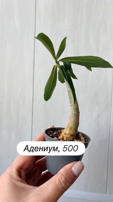 Кактусы, суккуленты