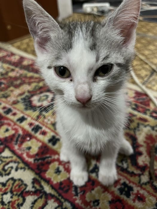Отдам котят 2 месяца