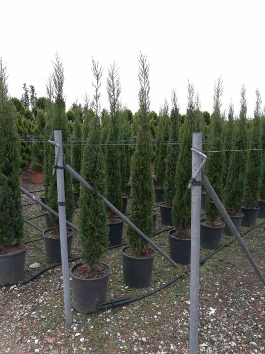 Спирали топки и пон-пони