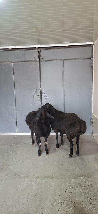 Qo‘zi qo‘chqorlar sotiladi.