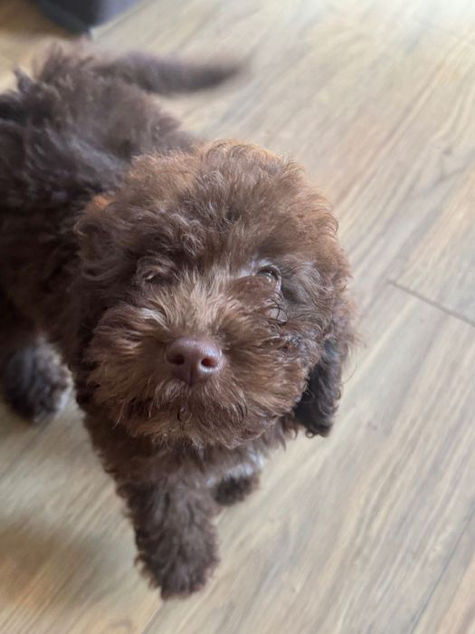 Той пудел на 2 месеца и половина