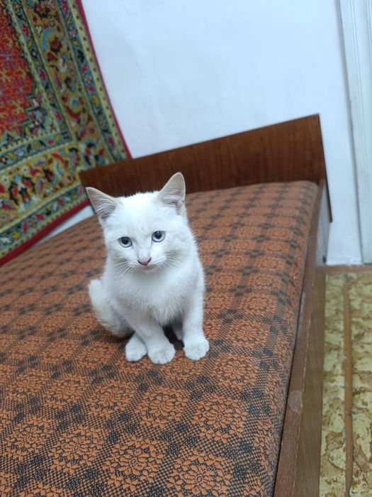Бесплатно котёнка отдаём
