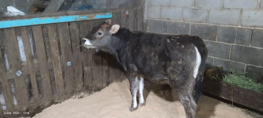 Продам  две тёлочки