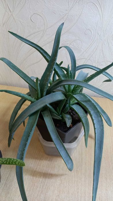 Комнатные цветы. Кактус, Алоэ, Эхеверия