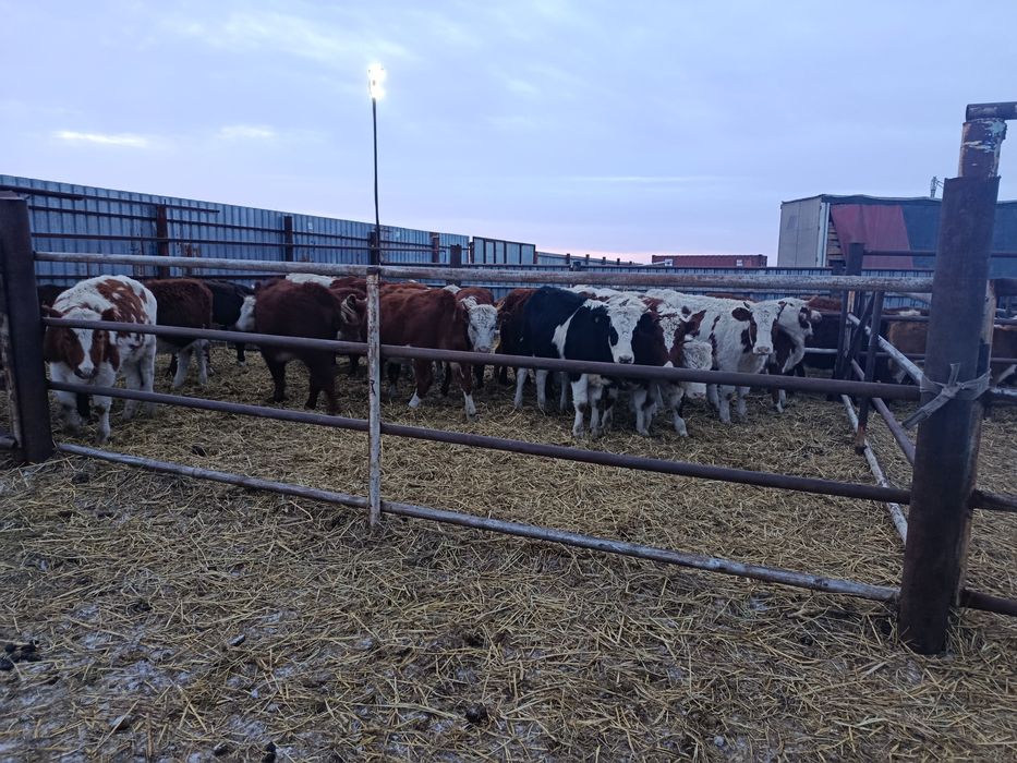 Россия сментал шохли гуножинлар 1 коринга бугоз