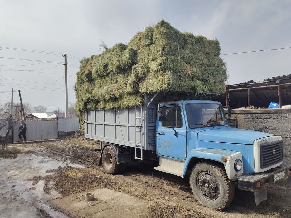 Жонышка клевер люцерна